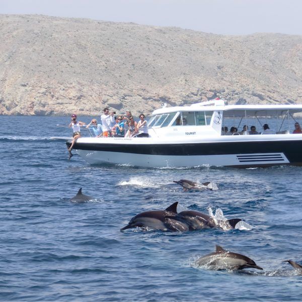 Qatar's Coastal Wildlife: Marine Creatures You May Encounter on a Yacht Trip